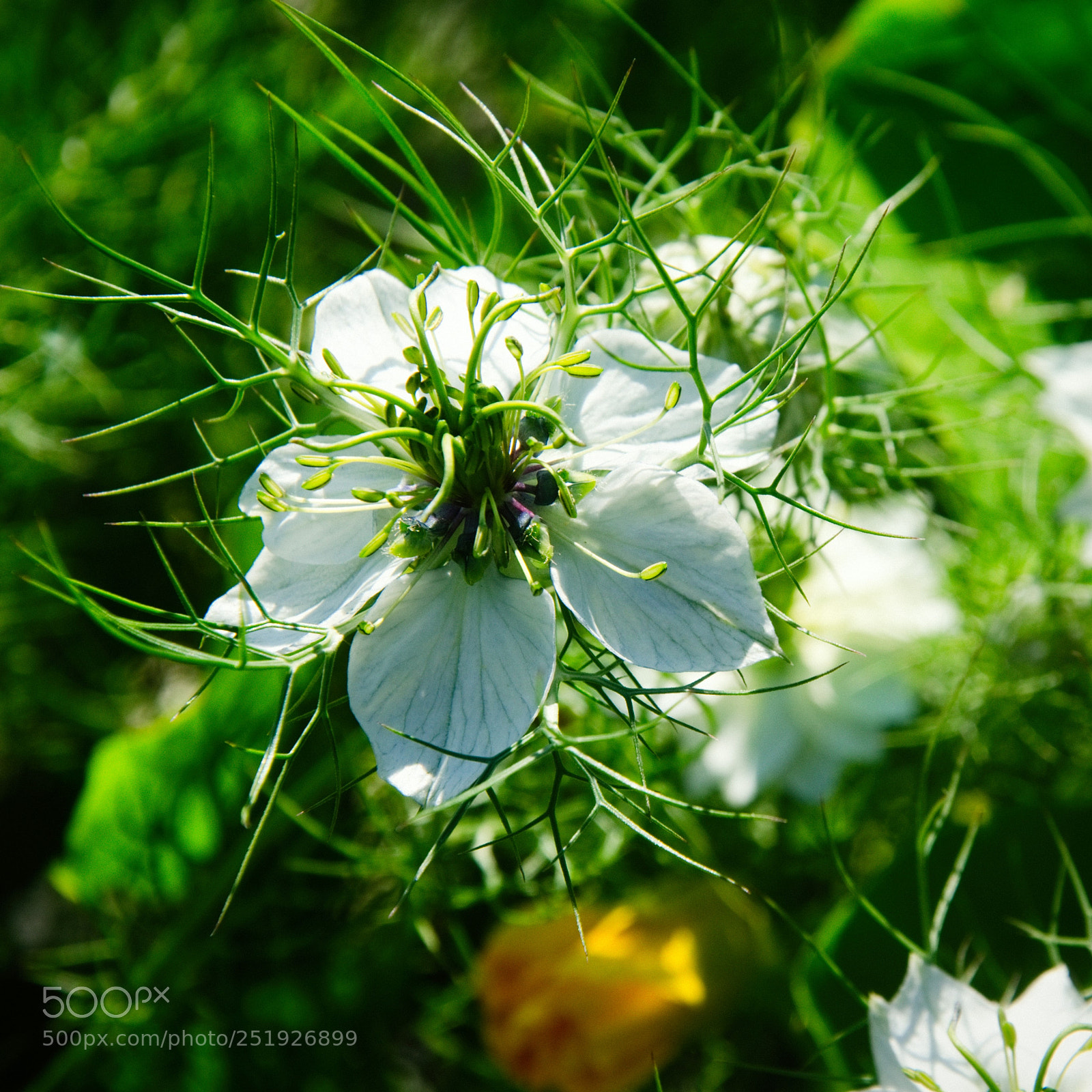 Nikon D7000 sample photo. Nigella flower photography