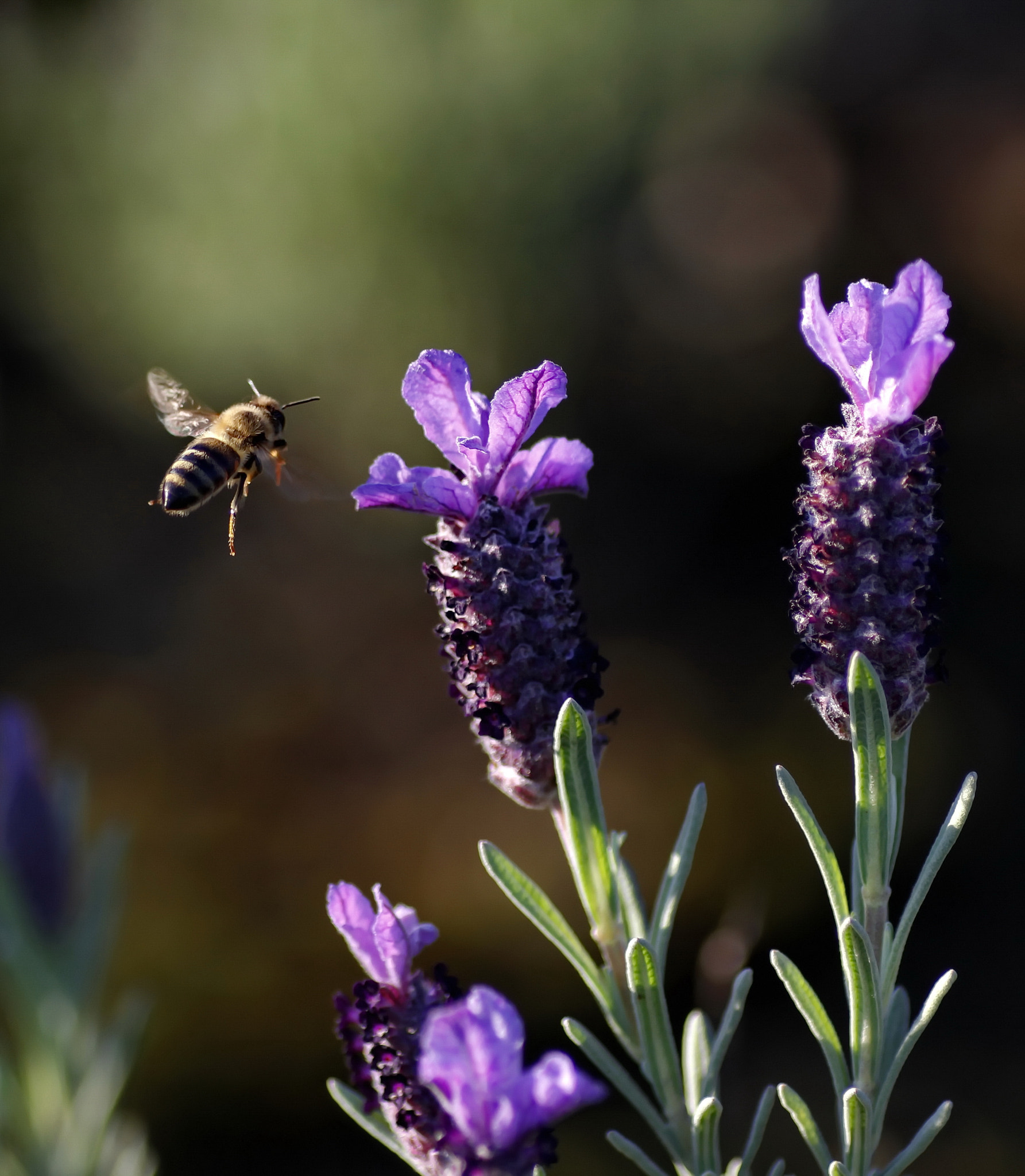 Canon EOS 7D + Tamron SP AF 90mm F2.8 Di Macro sample photo