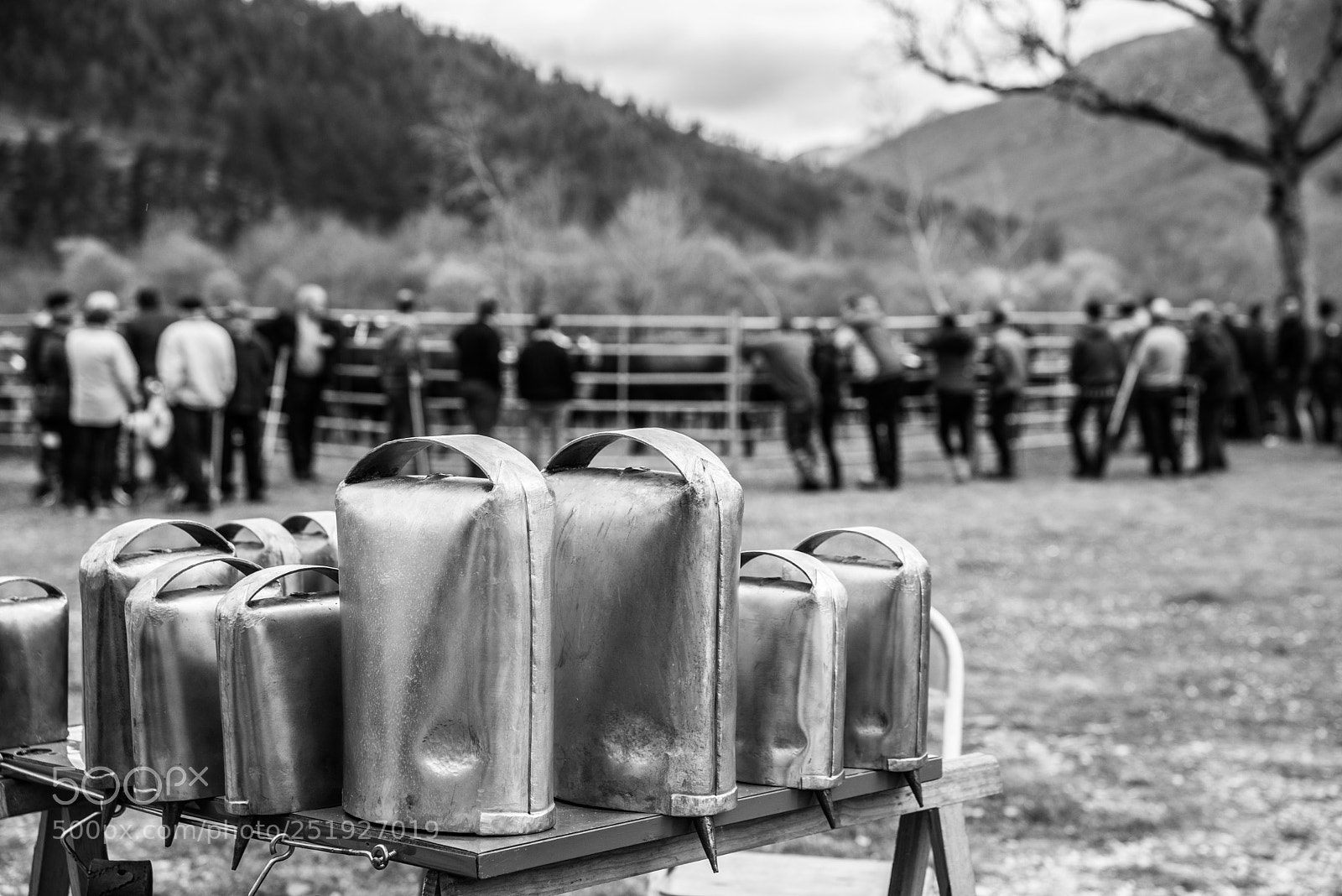 Nikon D610 sample photo. Cowbells photography