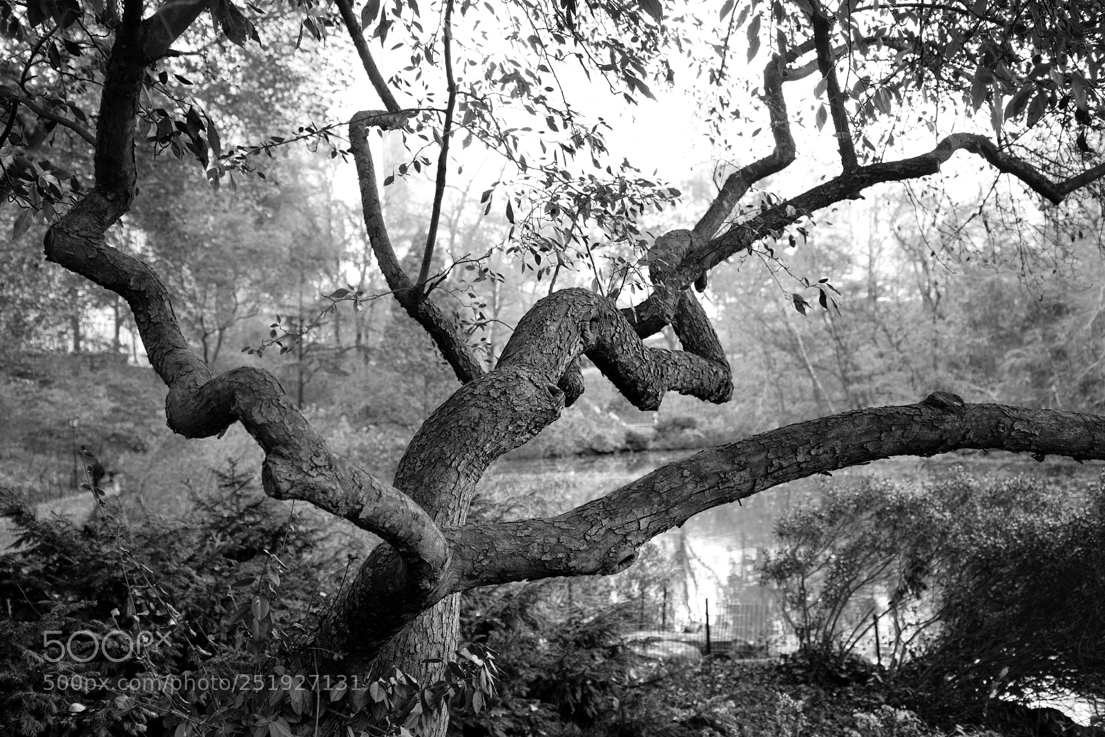 Nikon D800E sample photo. My favorite central park photography