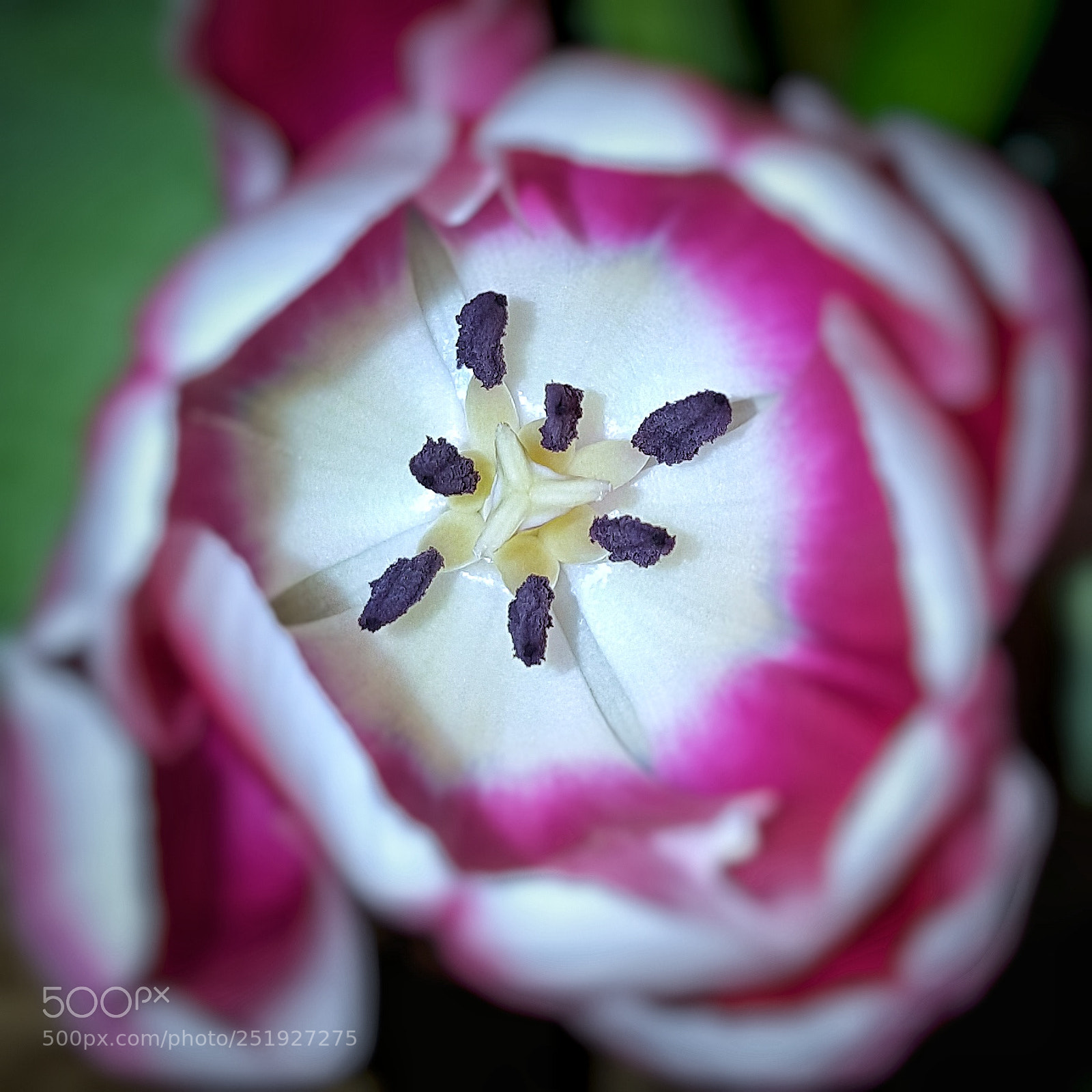 Samsung Galaxy S6 sample photo. • tulip • photography