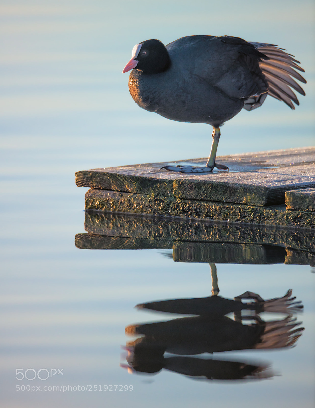 Canon EOS 5DS R sample photo. Flamingo photography