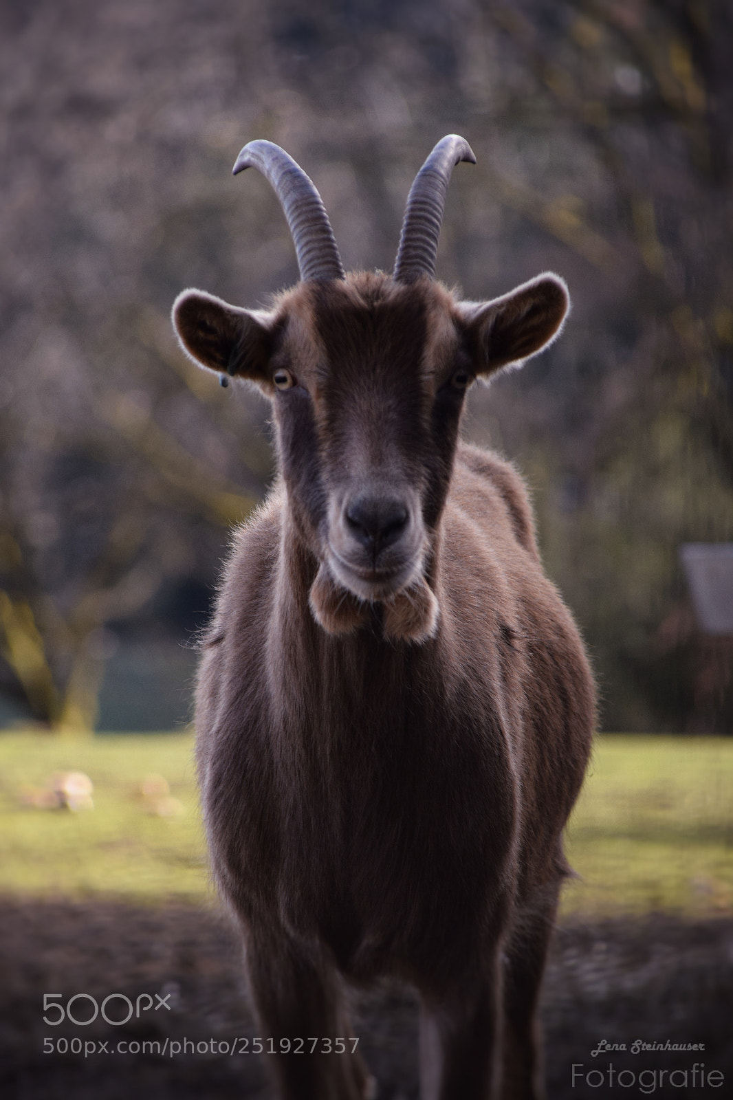 Nikon D3300 sample photo. Goat photography