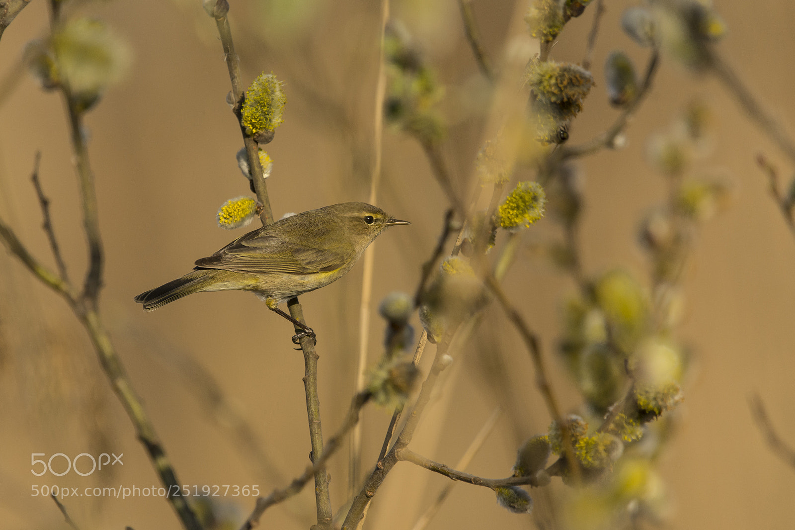 Nikon D7100 sample photo. Common chiffchaff photography
