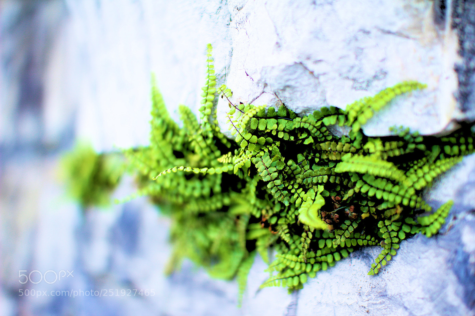 Canon EOS 60D sample photo. Fern on stone wall photography