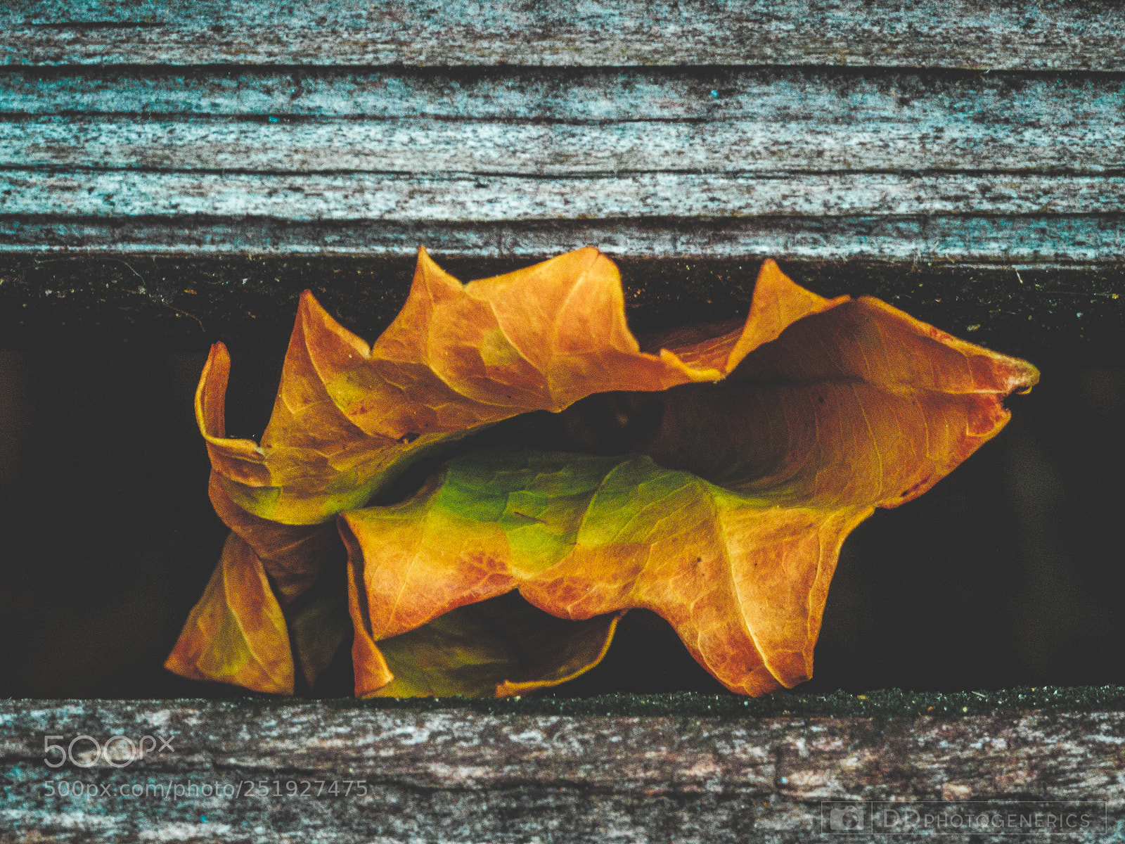 Olympus OM-D E-M1 sample photo. Even leaf photography