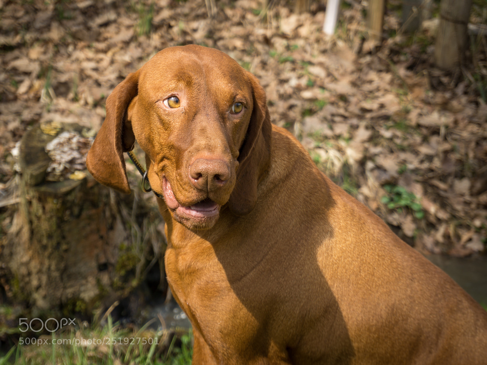 Sony a6000 sample photo. Vizsla smile photography