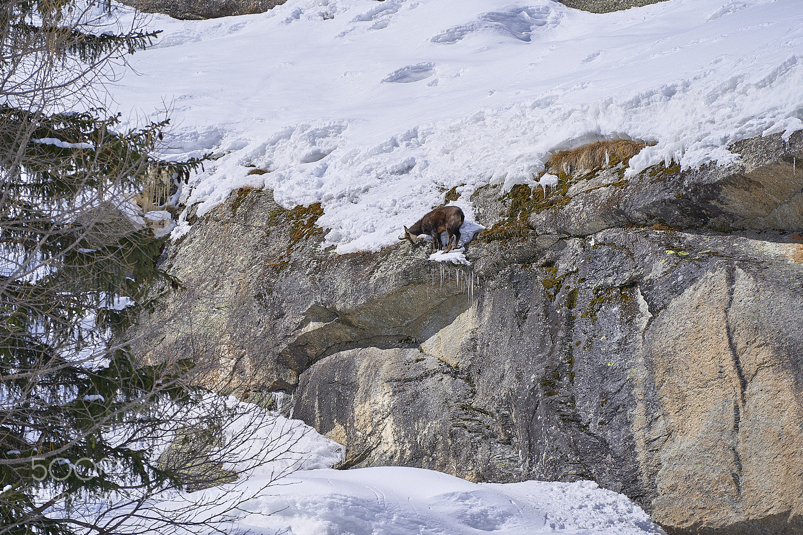 Sony a9 sample photo. Valsavarenche- aosta-italy camosci photography
