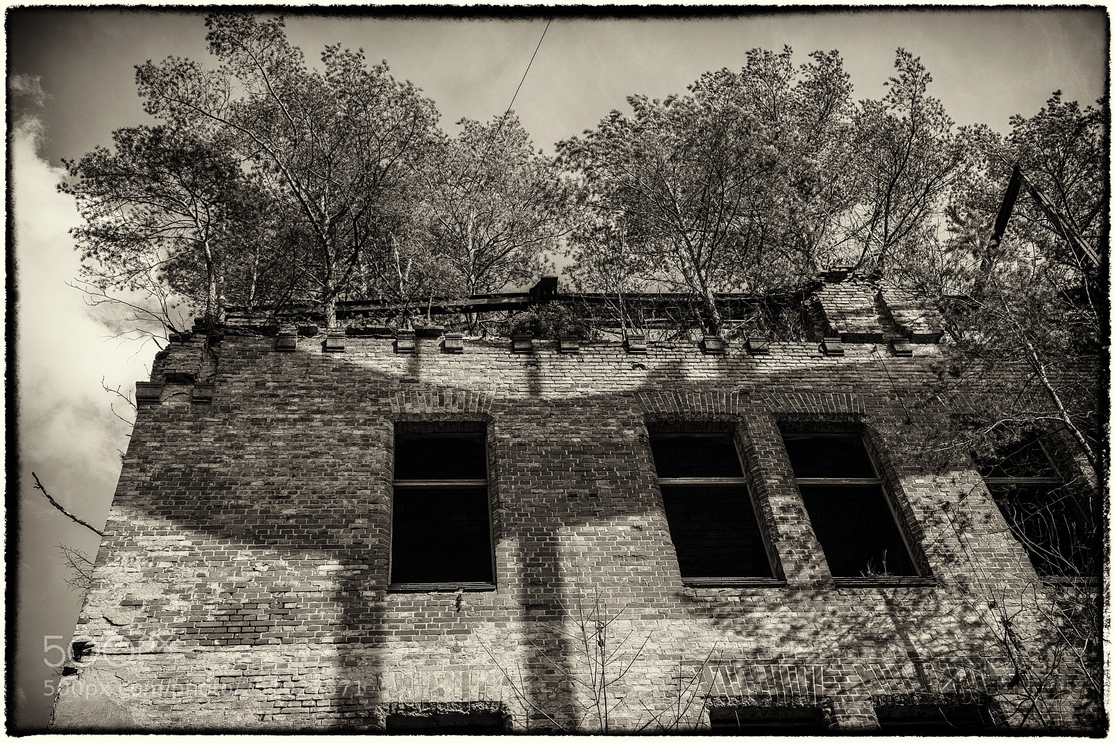 Canon EOS 5D Mark IV sample photo. The time as trees photography