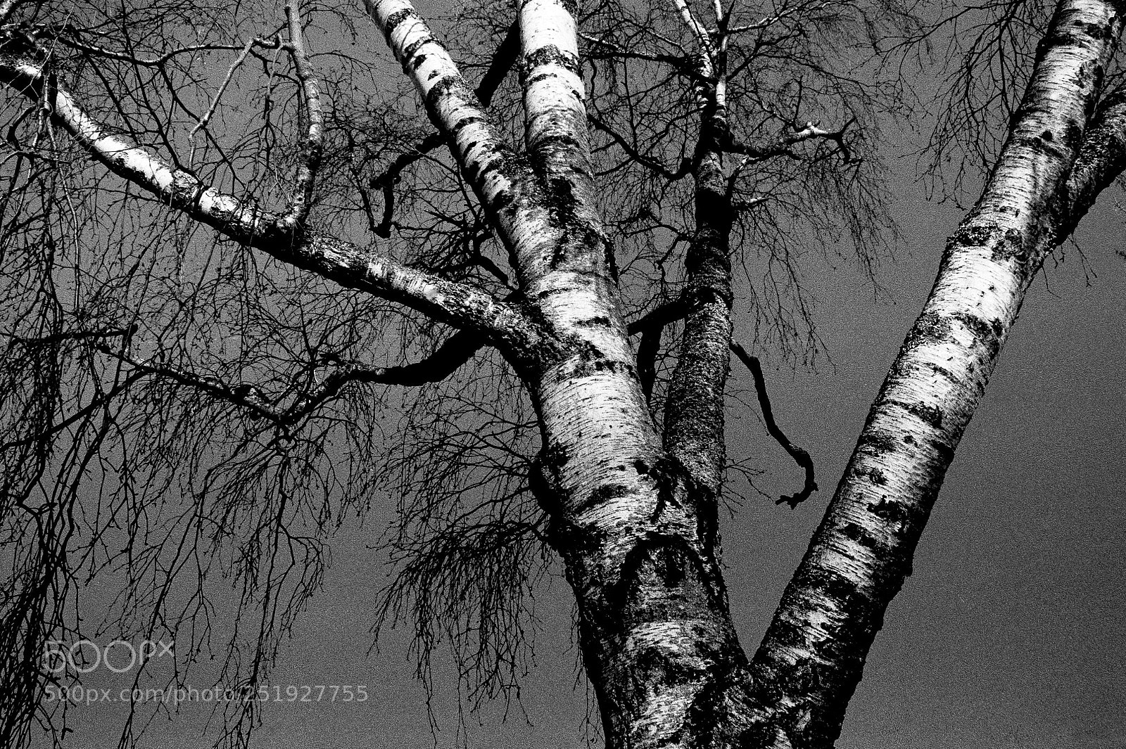 Nikon D700 sample photo. Birch tree photography