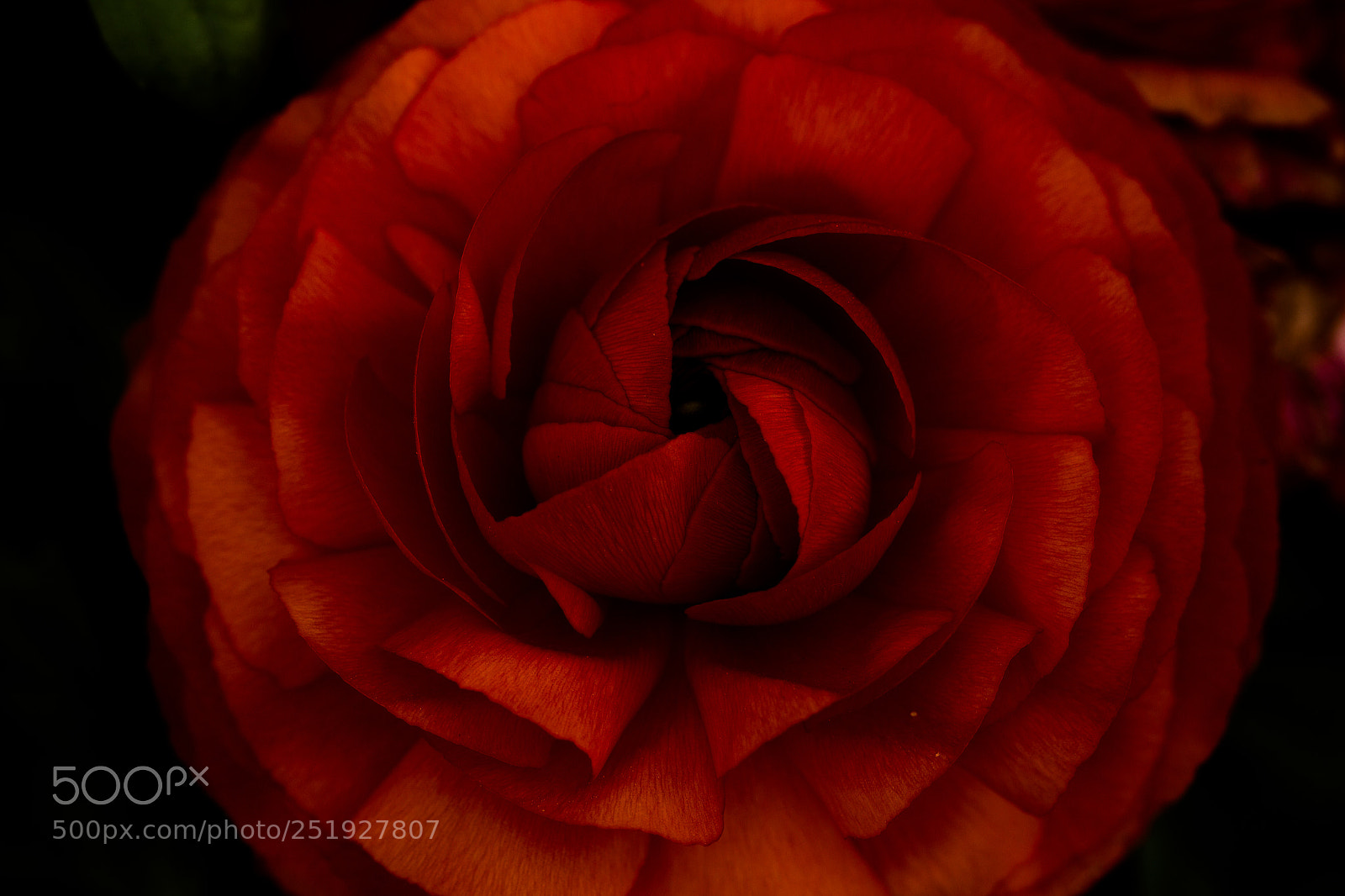 Canon EOS 600D (Rebel EOS T3i / EOS Kiss X5) sample photo. Red ranunculus photography