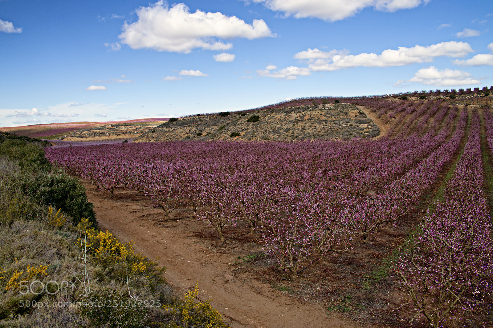 Canon EOS 6D Mark II sample photo. Peach tree plantation photography