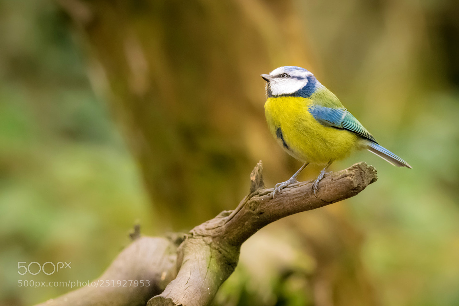 Nikon D3300 sample photo. Portrait of a blue photography