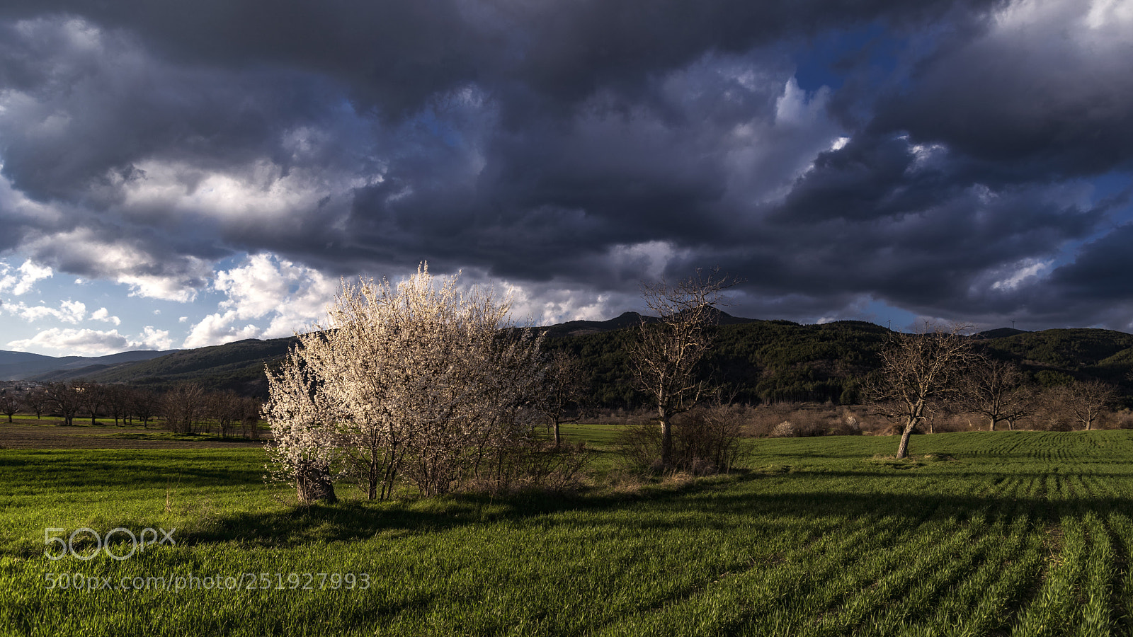 Nikon D5300 sample photo. Springtime photography