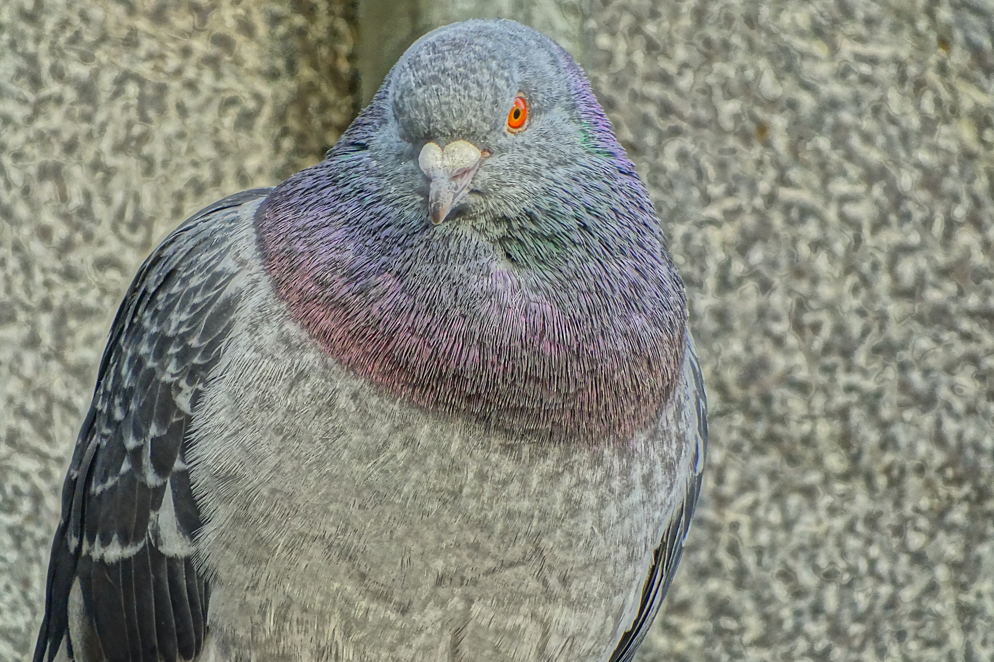 Sony Cyber-shot DSC-HX350 sample photo. Taube1 photography