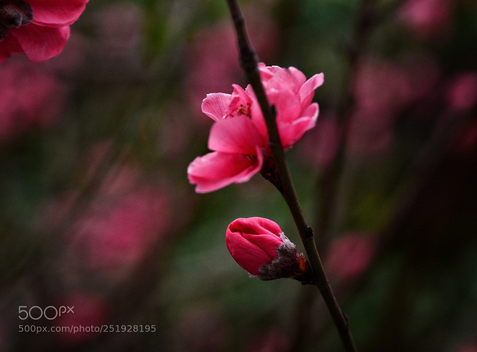 Nikon D7100 sample photo. Ktg photography