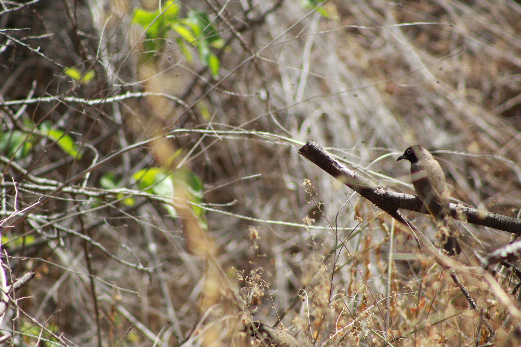 Canon EF 75-300mm f/4-5.6 sample photo. Alone between brown photography