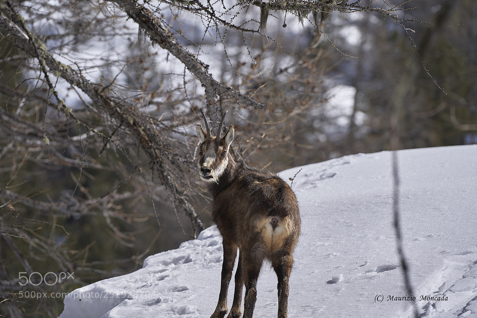 Sony a9 sample photo. Valsavarenche- aosta-italy camosci photography