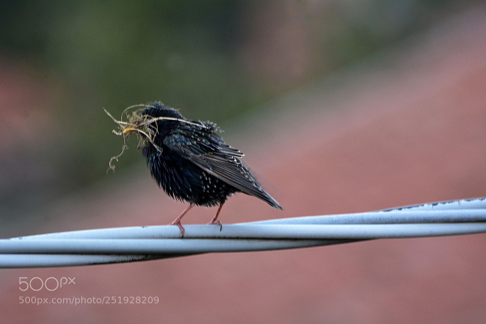 Nikon D7100 sample photo. Starling in the evening photography