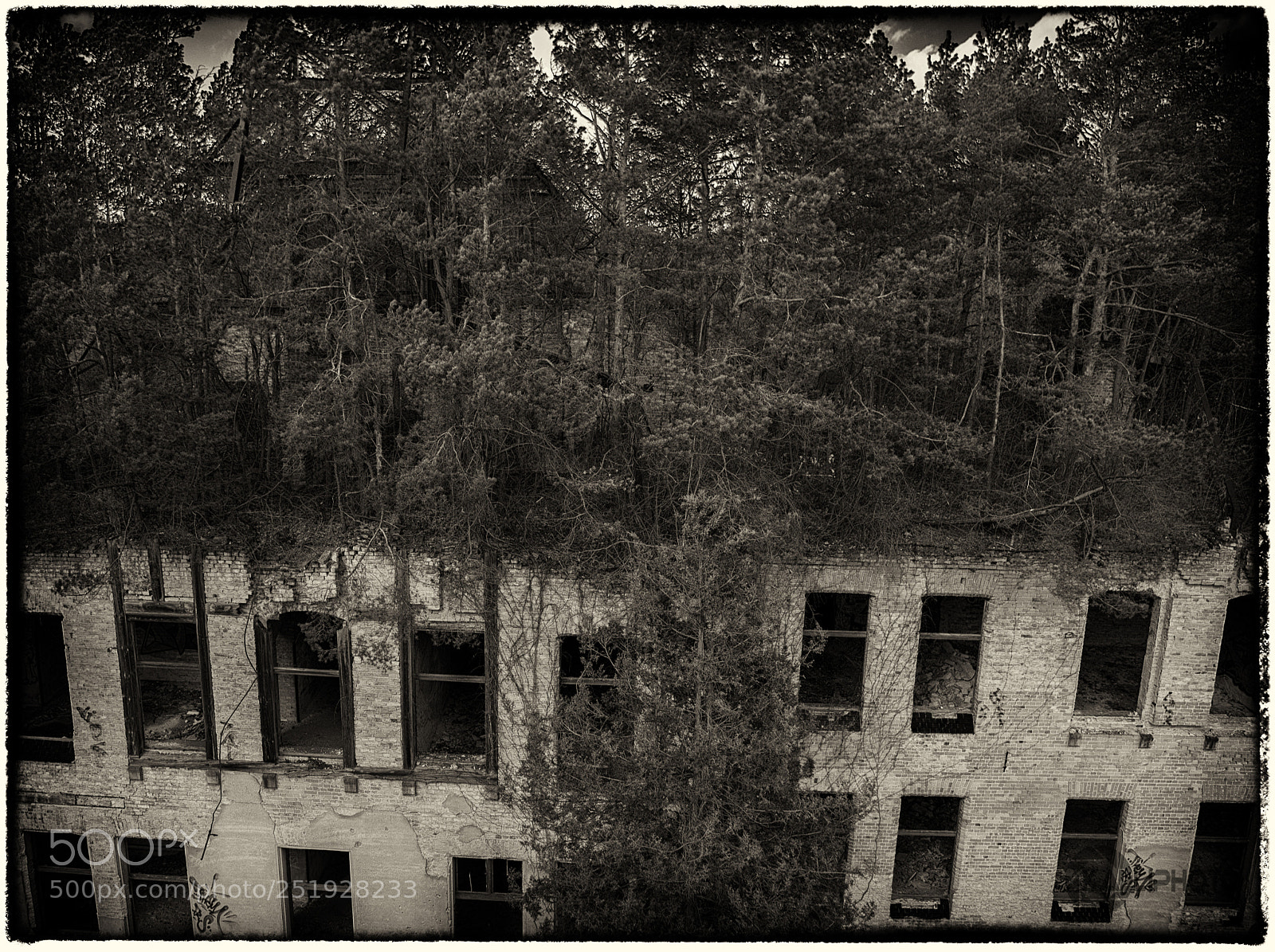Canon EOS 5D Mark IV sample photo. Forest on the rooftop photography