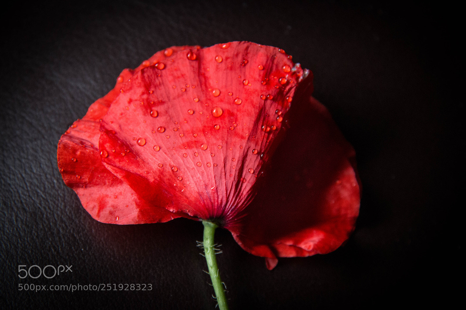 Canon EOS 70D sample photo. Amapola photography