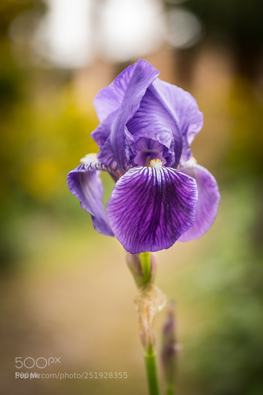 Sony a99 II sample photo. Flor photography