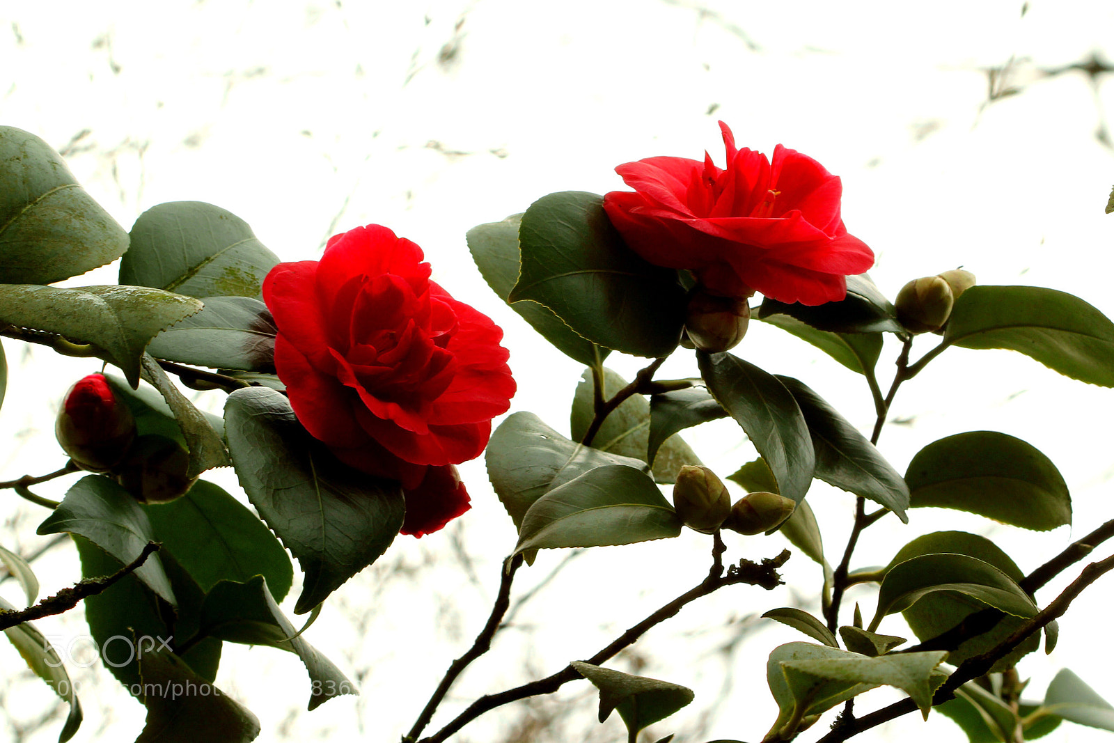 Canon EOS 60D sample photo. Camellia  photography