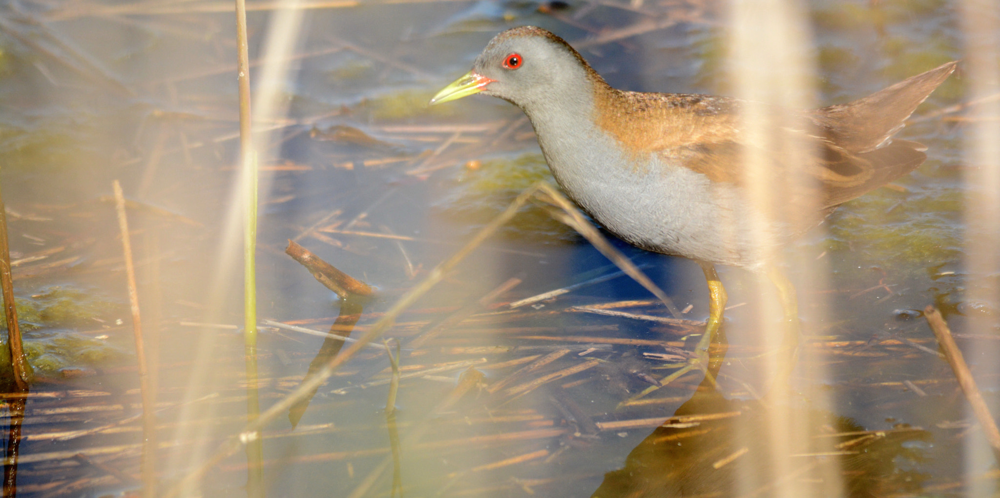 Nikon D7100 + Sigma 150-500mm F5-6.3 DG OS HSM sample photo. Little crake photography