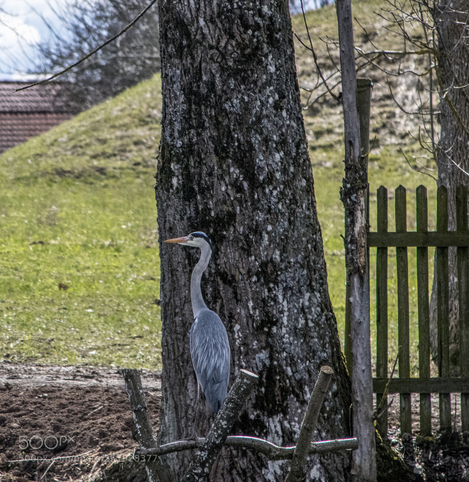 Nikon D3300 sample photo. Heron hiding behind a photography