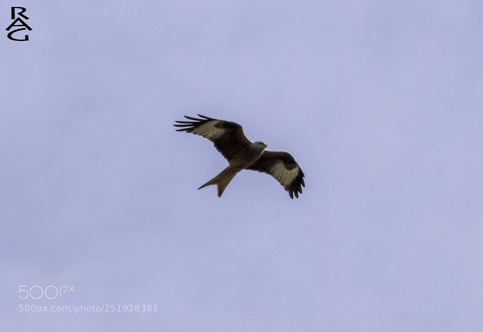 Nikon D3300 sample photo. Red kite - rotmilan photography