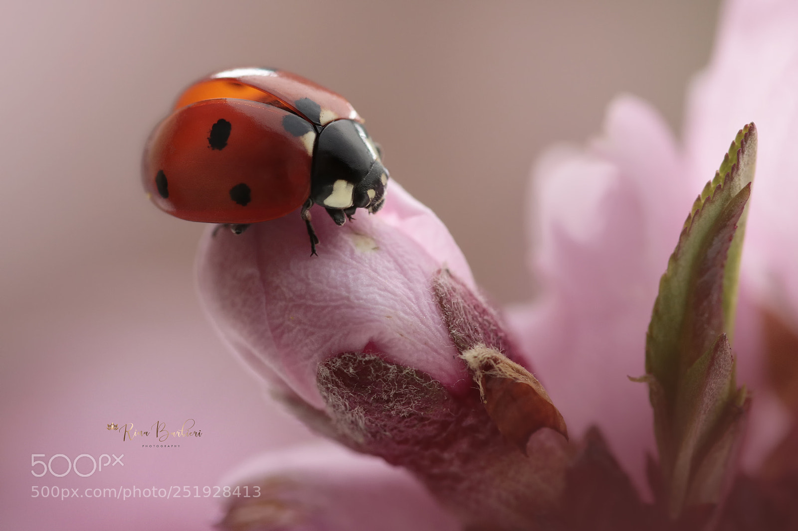 Canon EOS 750D (EOS Rebel T6i / EOS Kiss X8i) sample photo. Lady bug photography