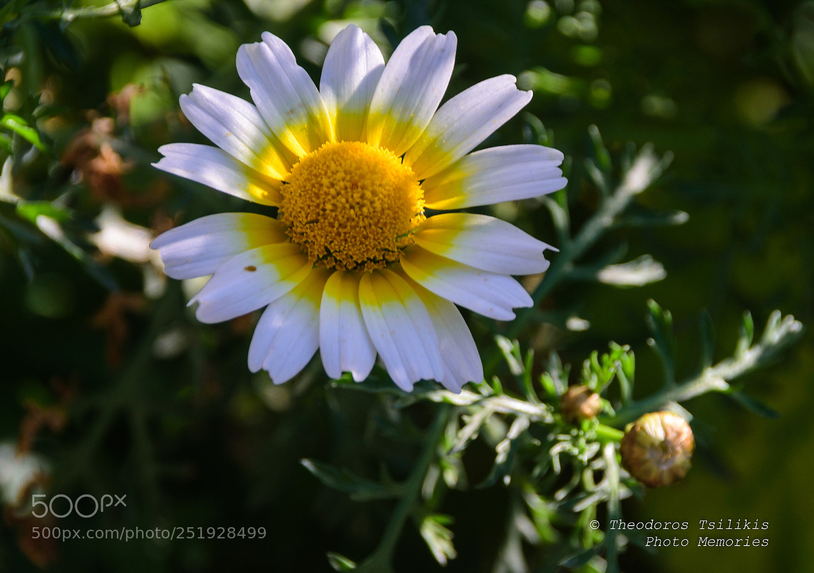Nikon D7200 sample photo. Loves me..... loves me photography