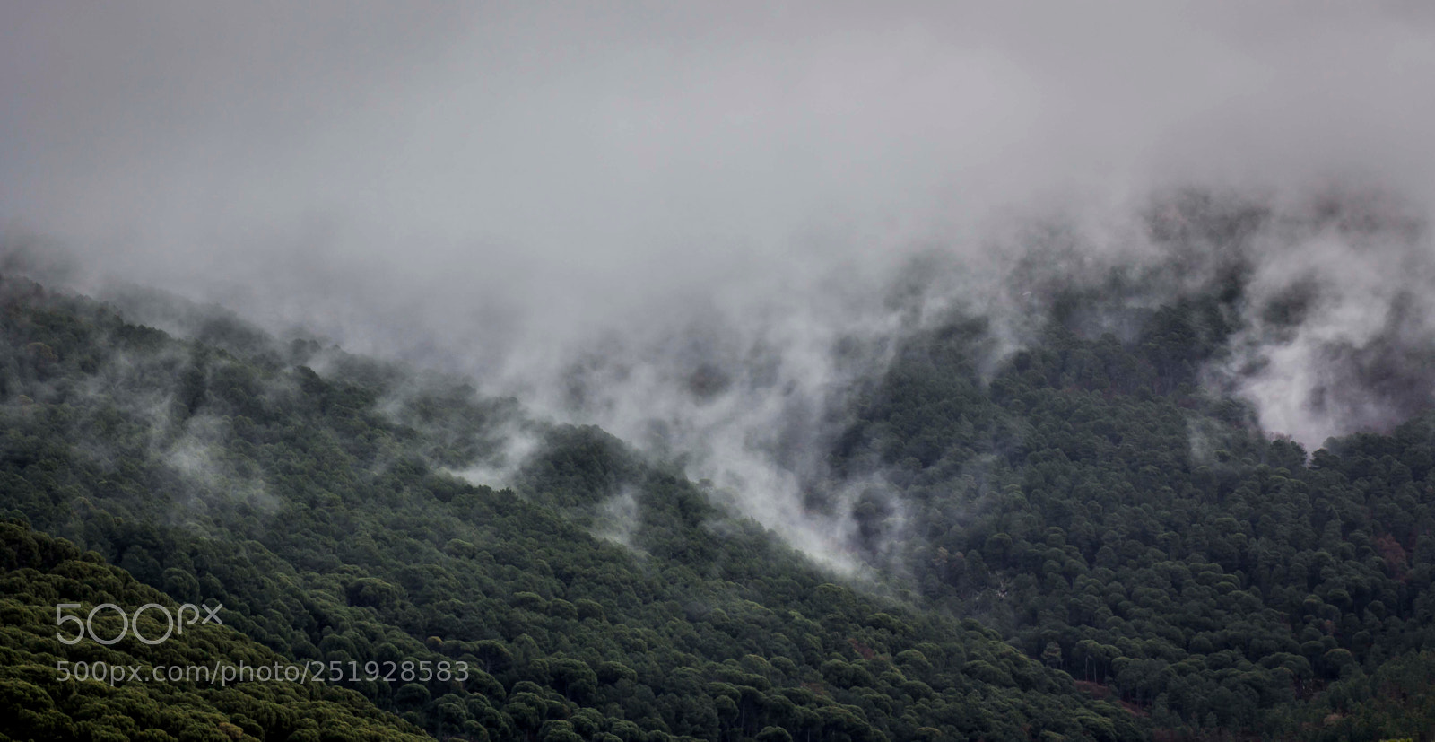 Canon EOS 60D sample photo. Green & white photography