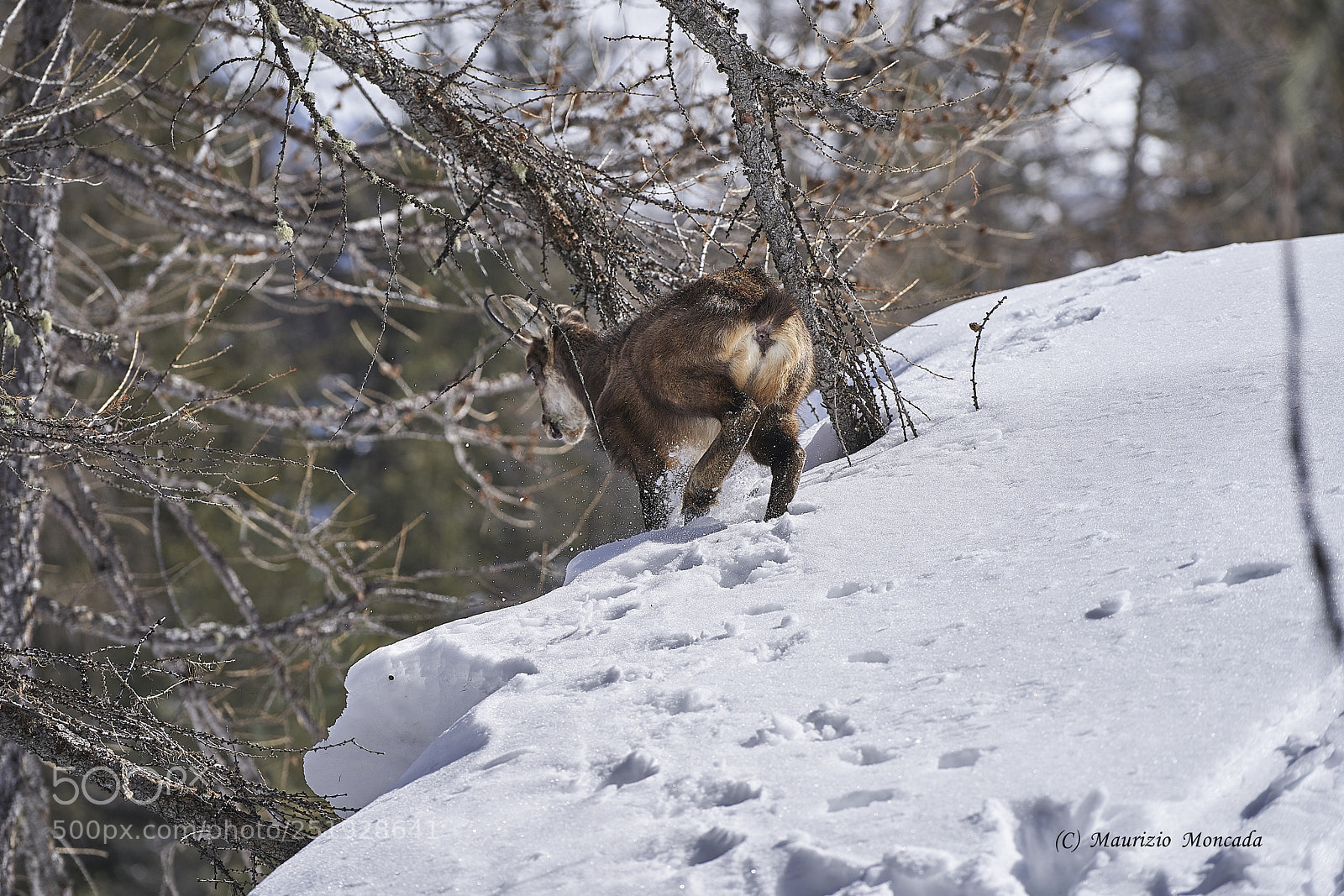 Sony a9 sample photo. Valsavarenche- aosta-italy camosci photography