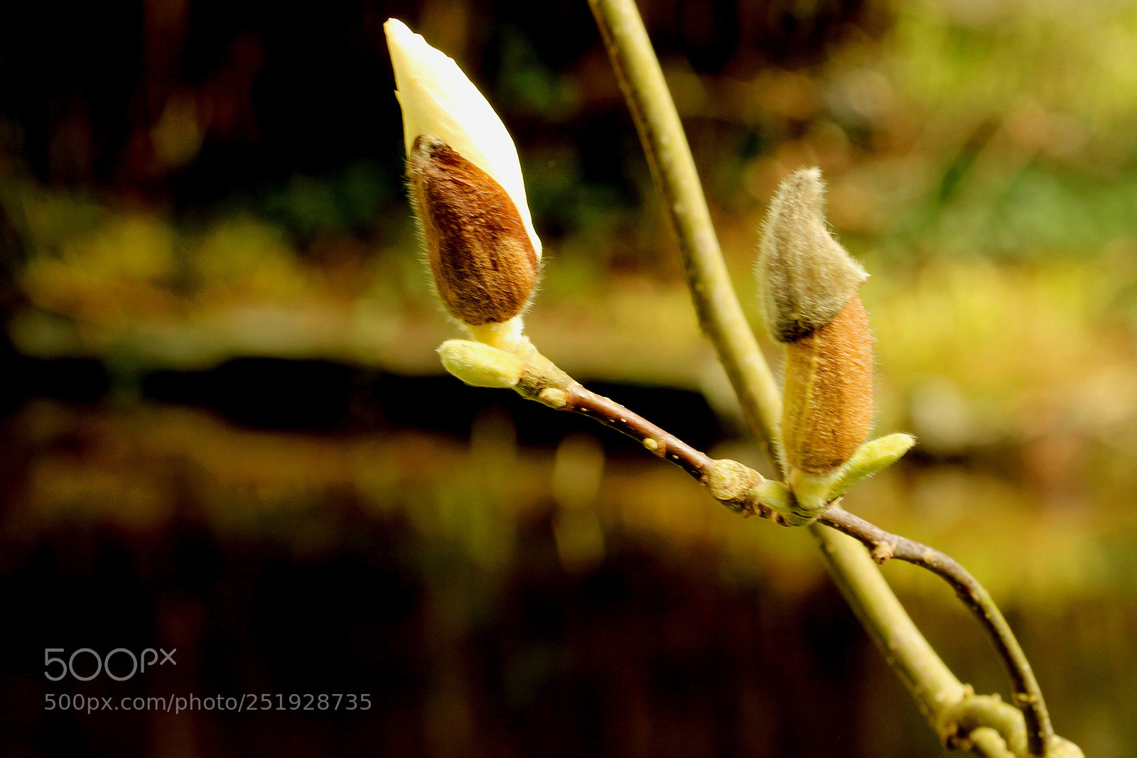 Canon EOS 60D sample photo. Magnolie photography