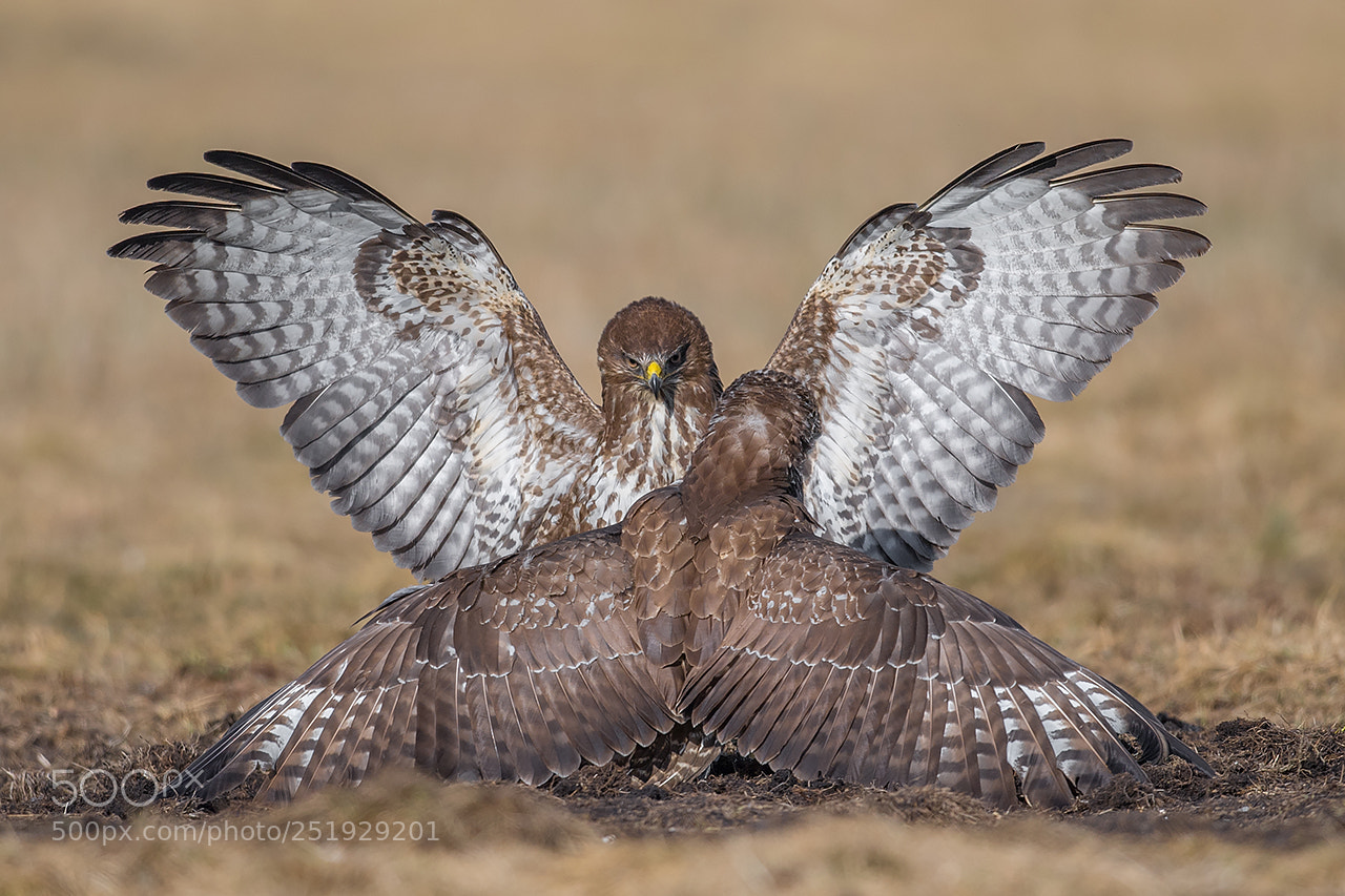 Nikon D5 sample photo. Buzzard, buteo buteo, myszo photography