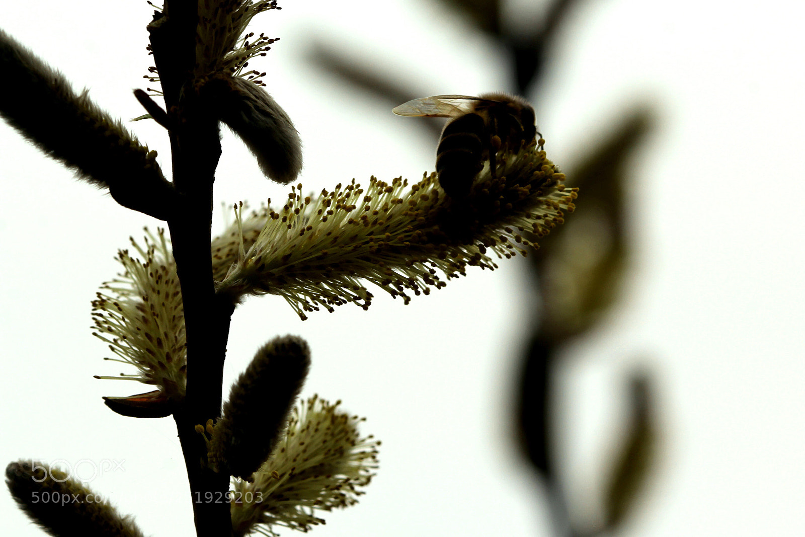 Canon EOS 60D sample photo. Busy bee photography