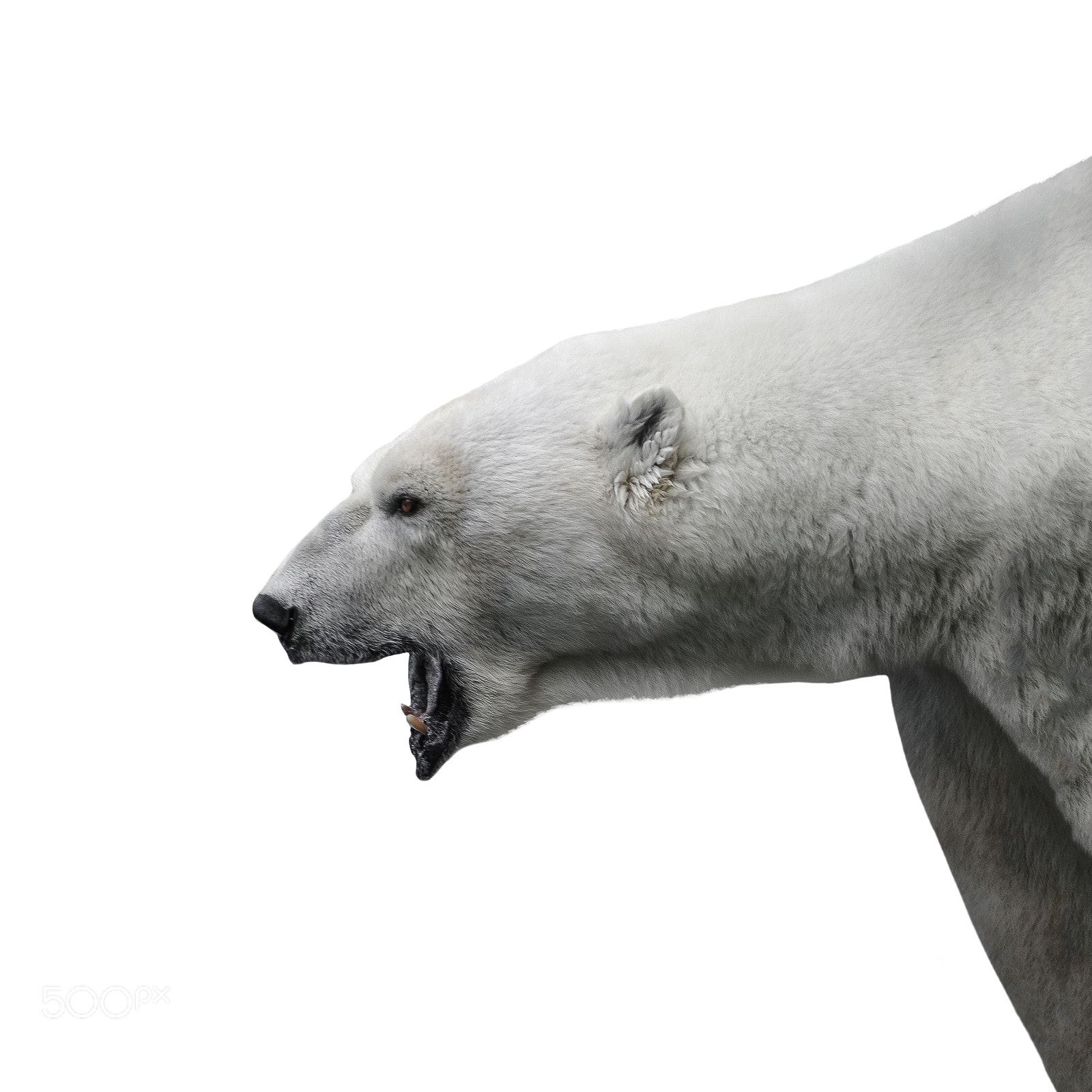 Pentax K20D sample photo. Aggressive big polar bear photography
