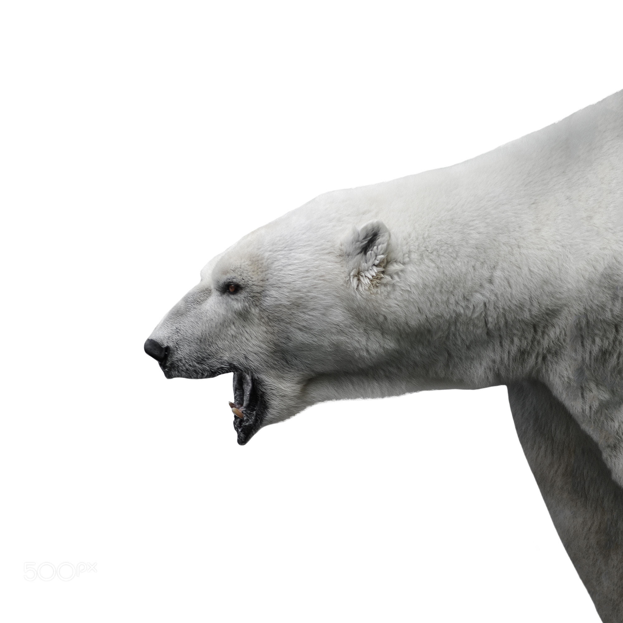 Aggressive big polar bear at white background