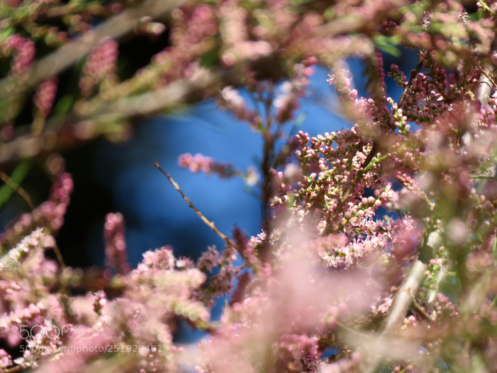 Canon PowerShot SX60 HS sample photo. Intentionally out of focus photography
