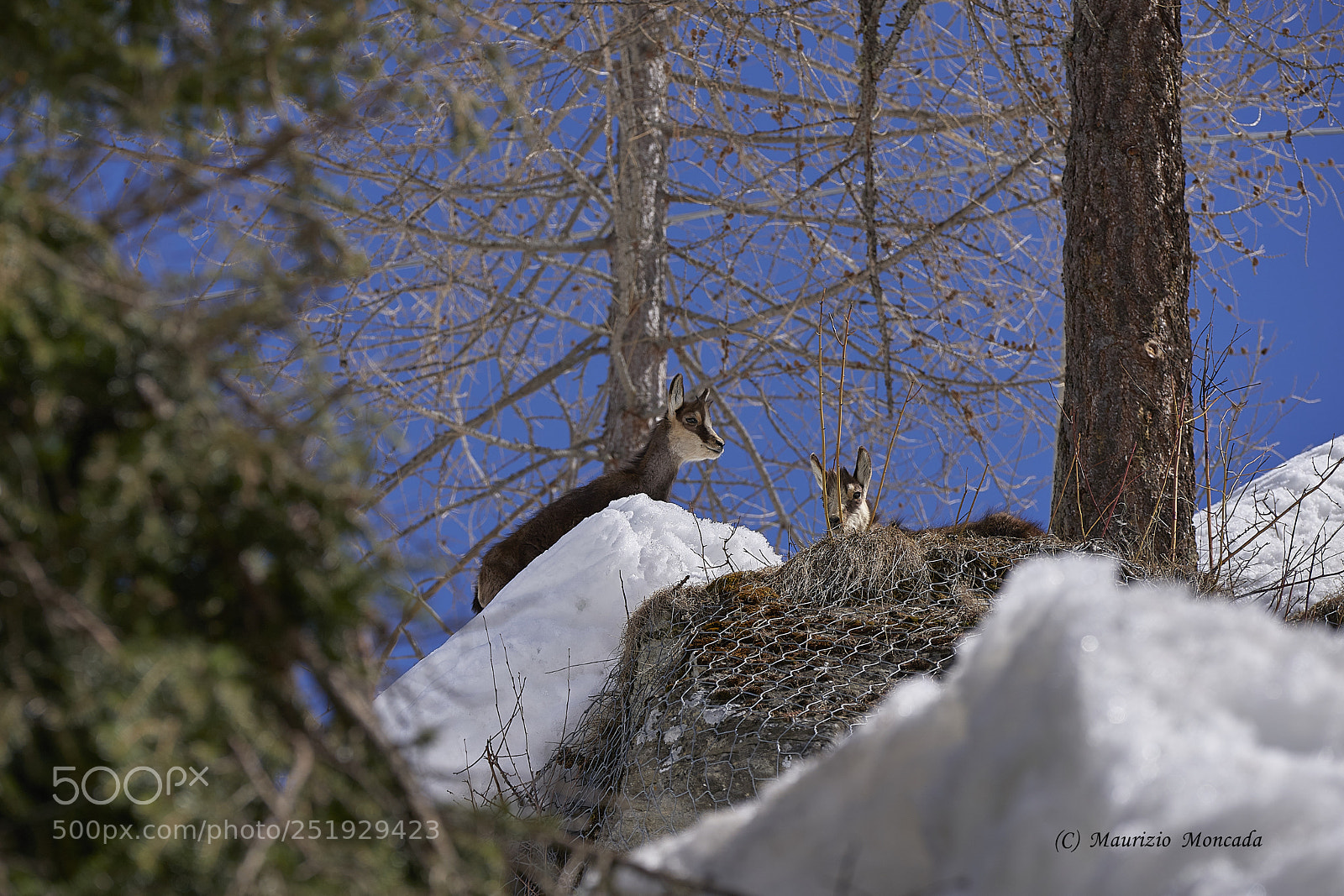 Sony a9 sample photo. Valsavarenche- aosta-italy camosci photography