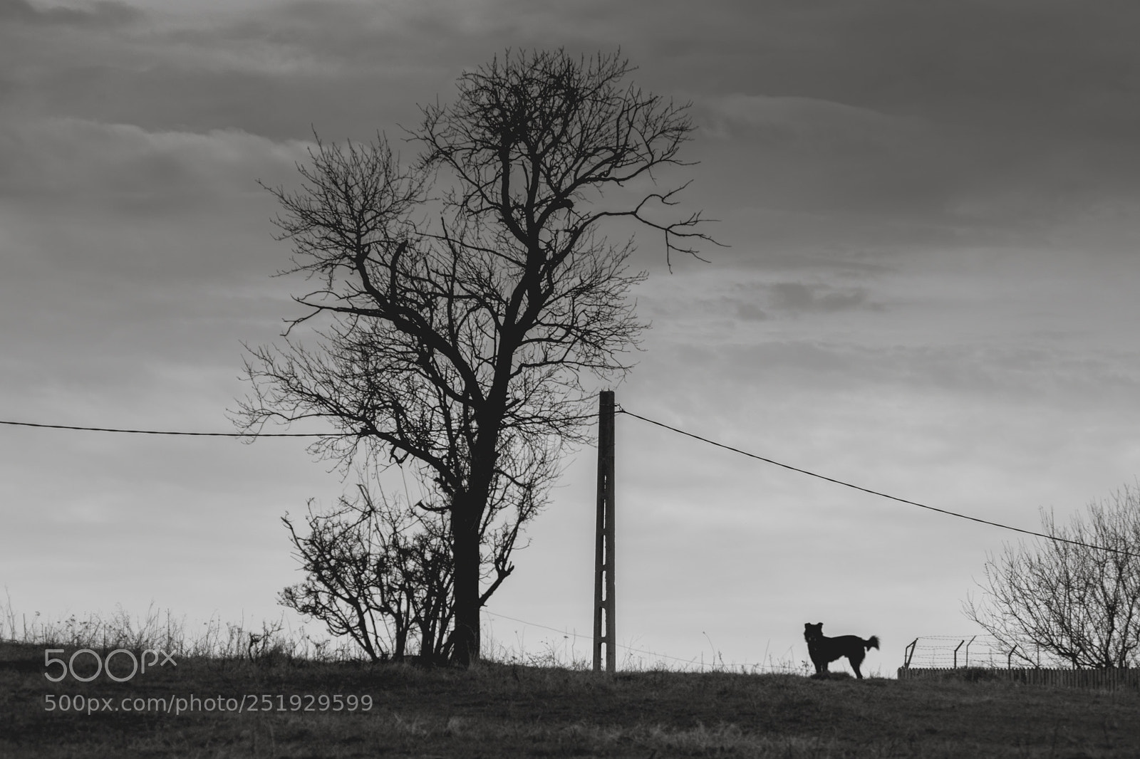 Nikon D3100 sample photo. Le chien photography