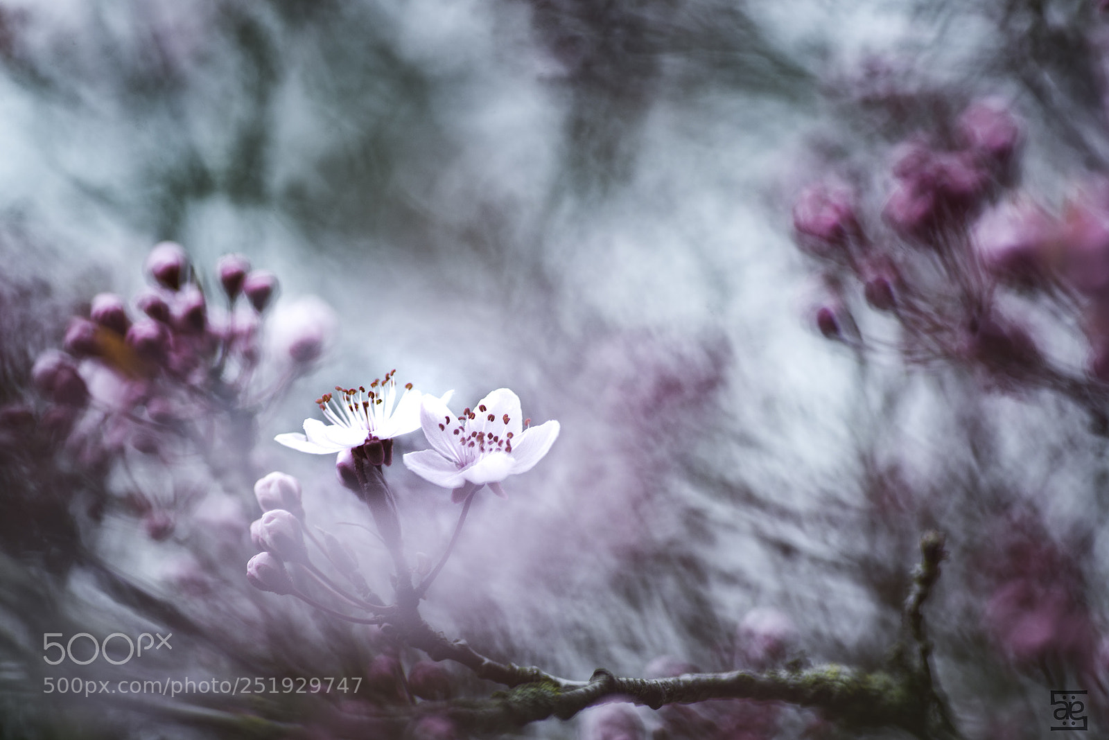 Nikon D610 sample photo. Prunus photography