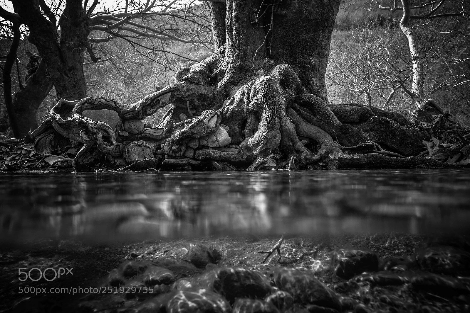 Nikon D600 sample photo. Roots. photography
