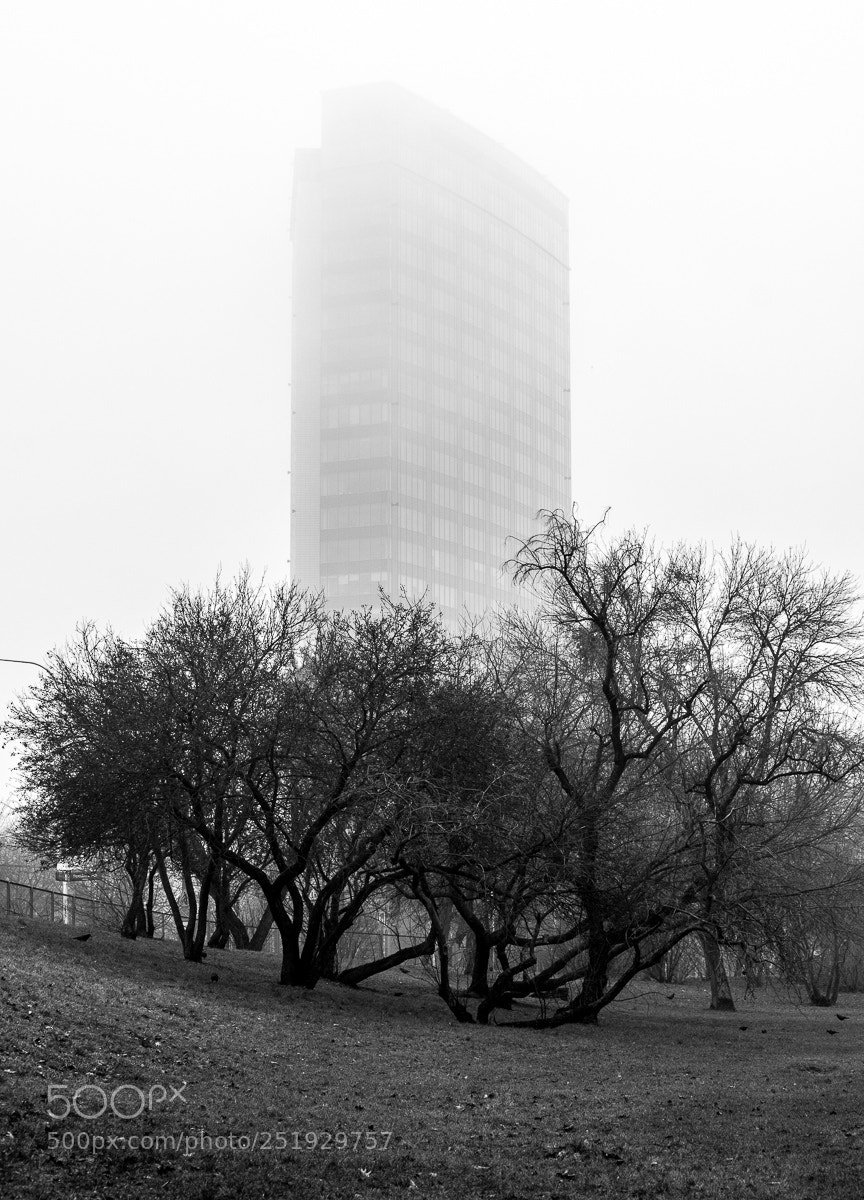 Nikon D7100 sample photo. Fog photography
