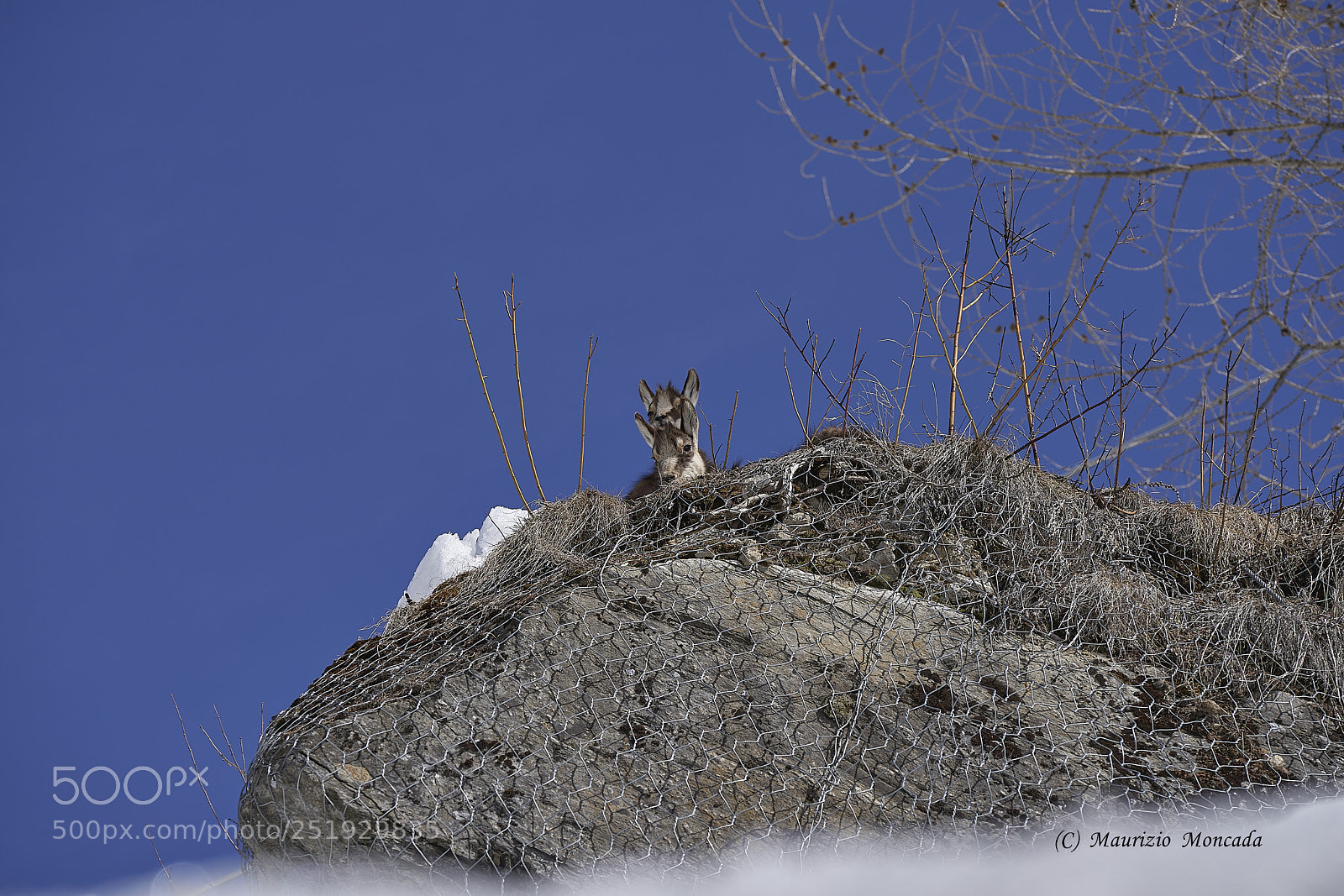 Sony a9 sample photo. Valsavarenche- aosta-italy camosci photography