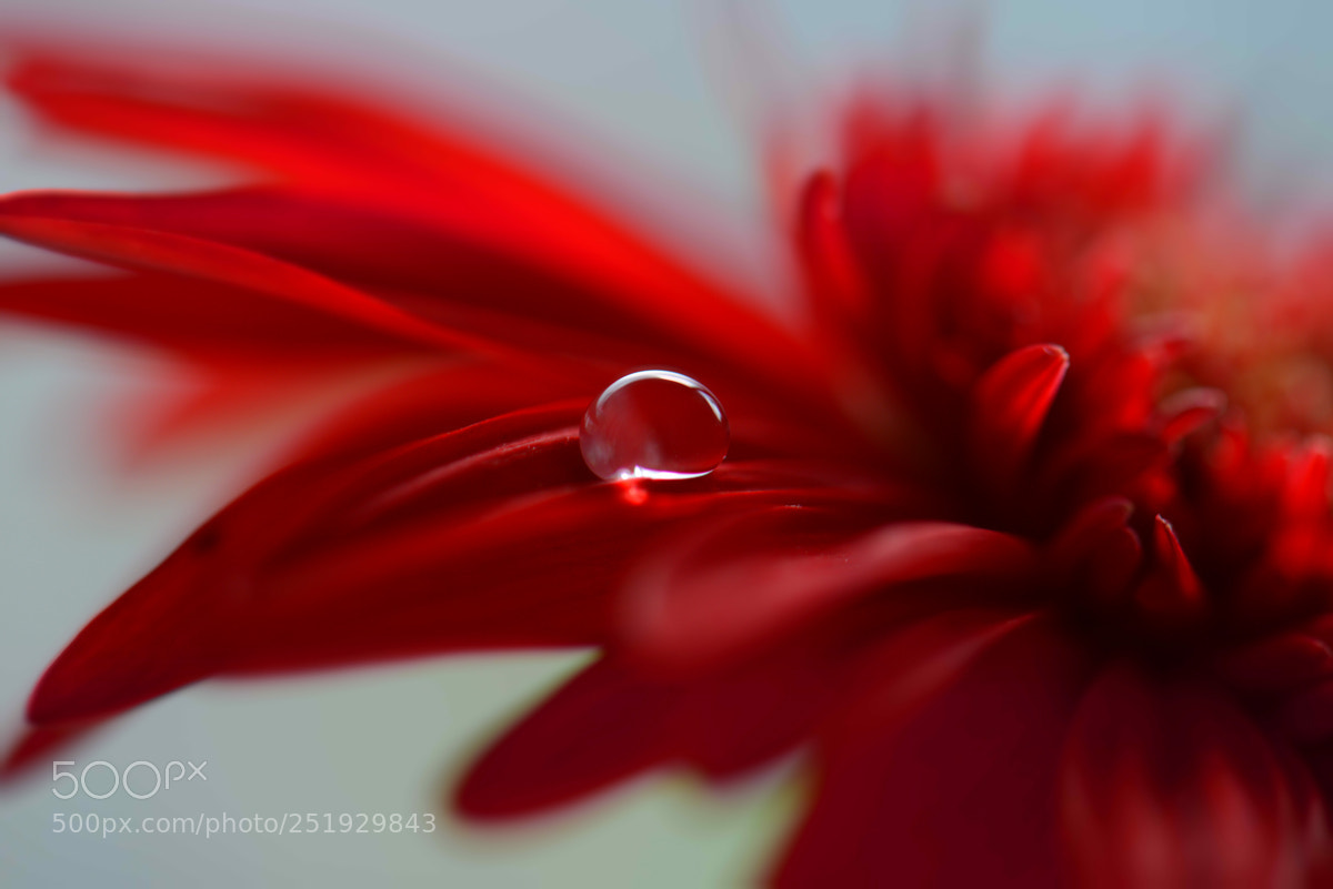 Nikon D800 sample photo. Untitled photography