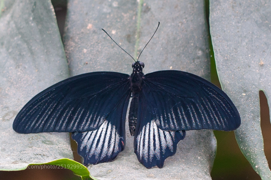 Canon EOS 5D Mark II sample photo. Butterfly photography