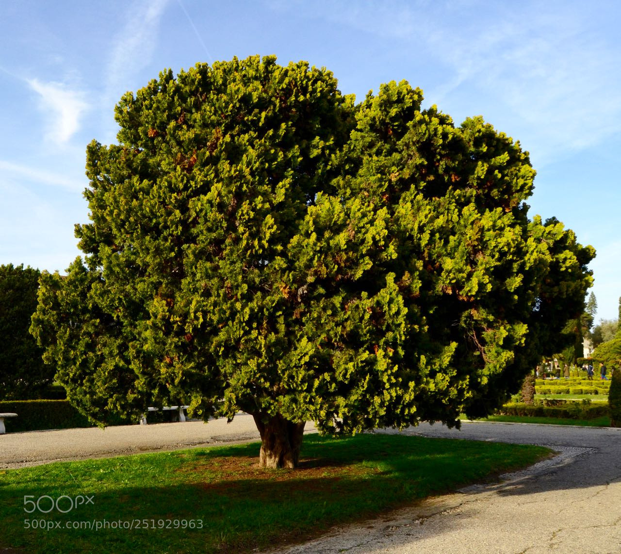 Nikon D3100 sample photo. "the" tree photography