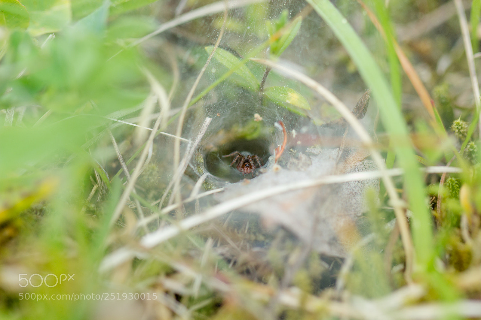 Canon EOS 600D (Rebel EOS T3i / EOS Kiss X5) sample photo. Hidden spider photography